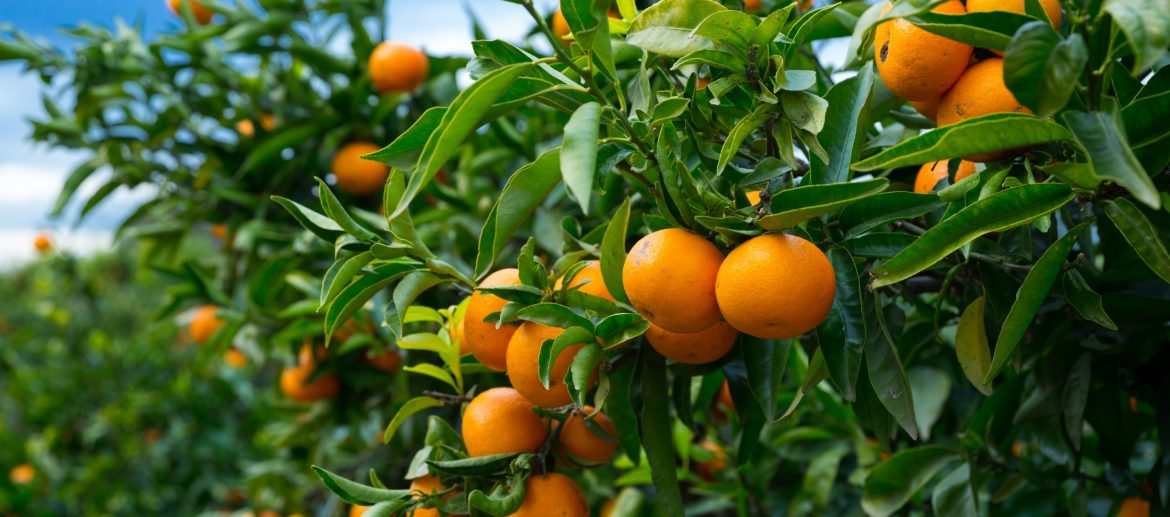 Closeup of ripe juicy mandarin oranges in greenery on tree branches