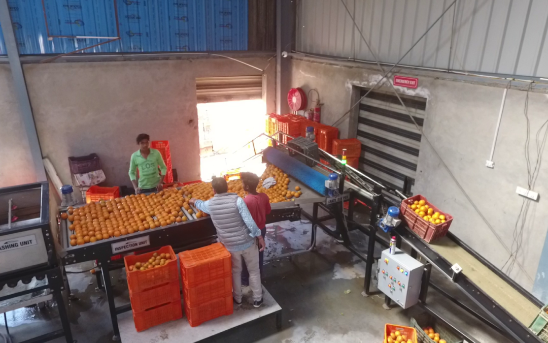 Basis of Grading Sorting of Fruits and Vegetables