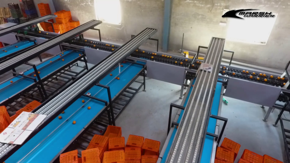 What are the Standard Grades used for Fruits?